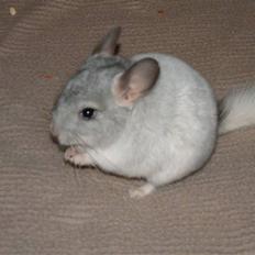 Chinchilla Nordlunds Mixi