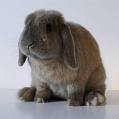 Kanin Dværgvædder Wind's Neofuz