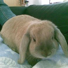 Kanin Dværgvædder Wind's Neofuz