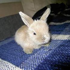 Kanin Dværgvædder Wind's Neofuz