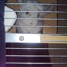 Chinchilla Kimberly R.I.P