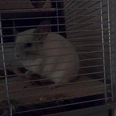 Chinchilla Kimberly R.I.P