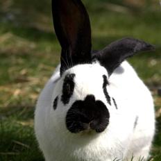 Kanin Millions | Niño.|