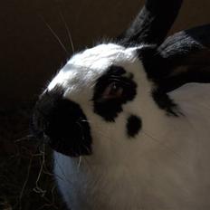 Kanin Millions | Niño.|