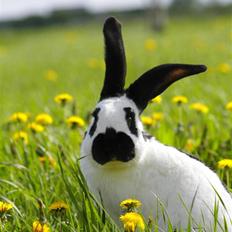 Kanin Millions | Niño.|