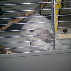 Chinchilla Kimberly R.I.P