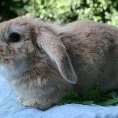 Kanin Fluffy RIP