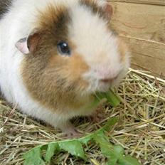 Marsvin Anne *RIP :'(*