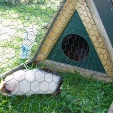 Marsvin Anne *RIP :'(*