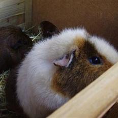 Marsvin Anne *RIP :'(*