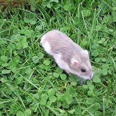 Dværghamster Sjulle