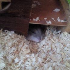 Dværghamster Sjulle