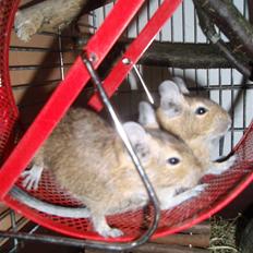 Degu Trunte