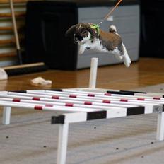 Kanin Magic´s Night Of Light