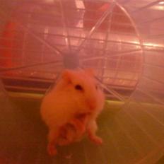 Dværghamster Pjulle