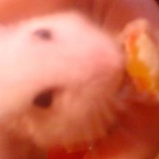 Dværghamster Pjulle