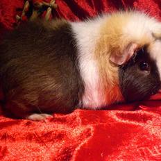 Marsvin hyggedyrs Nobel (RIP)