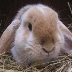 Kanin Makayas prinsesse 