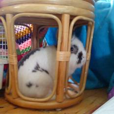 Kanin Stampe