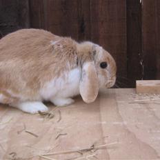 Kanin Makayas prinsesse 