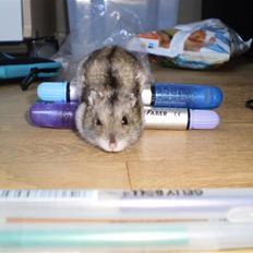 Dværghamster Speedy R.I.P. 