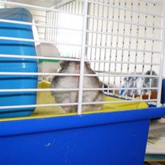 Dværghamster Speedy R.I.P. 