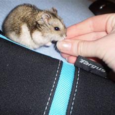 Dværghamster Speedy R.I.P. 