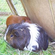 Marsvin Archie vonsortfod Sheltie*død*