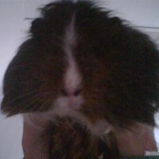 Marsvin Archie vonsortfod Sheltie*død*