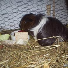 Marsvin Archie vonsortfod Sheltie*død*