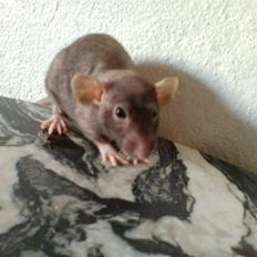 Tamrotte Hannibal