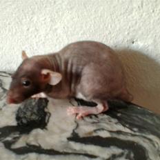 Tamrotte Hannibal