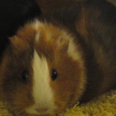 Marsvin Bims Junior X