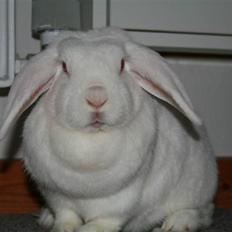 Kanin Mille *R.I.P.*