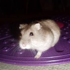 Dværghamster Apollo *Polle* R.I.P