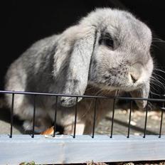 Kanin Juulgaardens | Gray