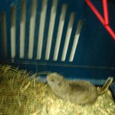 Egern Richardsons egern "Pico" R.I.P. (juli 2012)