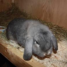 Kanin Juulgaardens | Gray