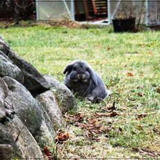 Kanin Juulgaardens | Gray