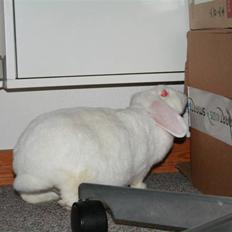 Kanin Mille *R.I.P.*