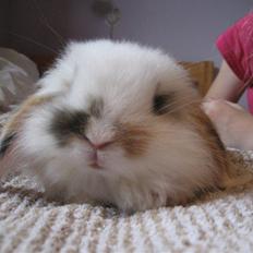 Kanin Sofus **savnet**