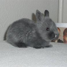 Kanin Silver Girl *solgt*