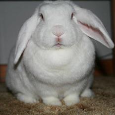 Kanin Mille *R.I.P.*