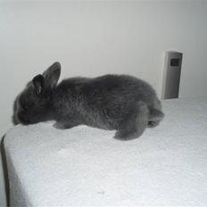 Kanin Silver Girl *solgt*