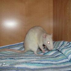 Tamrotte Ratster Zoos Angelica*RIP*