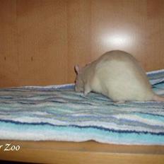 Tamrotte Ratster Zoos Angelica*RIP*