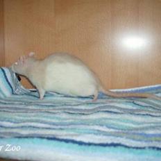 Tamrotte Ratster Zoos Angelica*RIP*
