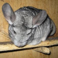Chinchilla Urte