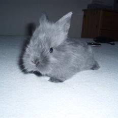 Kanin Springo *solgt*