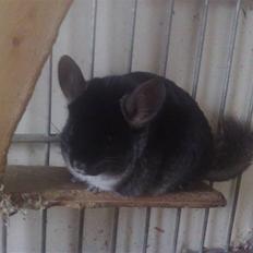 Chinchilla Stitch